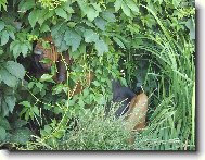 ��pkov� R��enka