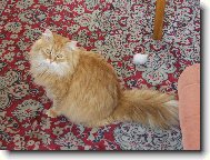 k��enec sibi�sk� ko�ky