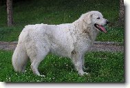 Ch.Nerka Irova Janin ran�