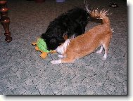 Psi zardousili �elvu!