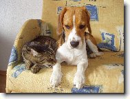 Ten koc�r je besn�!