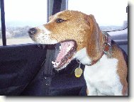 Zastavte chcem cik����� !!!