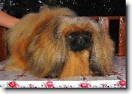 PATRICIA od Mach��k�