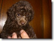 Pudl toy hn�d� - 8 t�dnenn� �t�n�