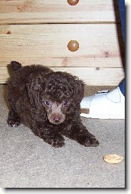 Pudl toy hn�d� - 8 t�dnenn� �t�n�