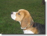 Aj, to je  mi ale kl�sn� b�gl�k