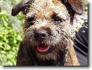 Detail border teri�r