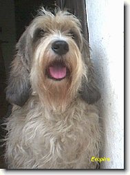 �esk� �ampion a �esk� �ampion pr�ce