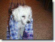 Mi���ek v tunelu