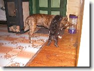 Staford ob�t� pudl�ka