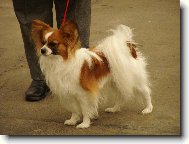 �esk� �ampion JERICHO Sol Edo