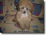 na�e zuzi toy pudl�k