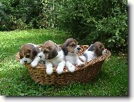 Na�i chluat� ro���ci