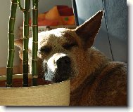 White - \"Caiman Rapa Nui\"