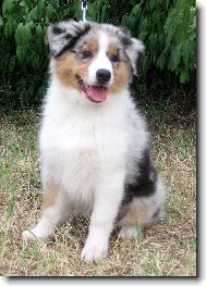 australsk� ov��k