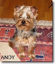 To je m�j jorky Endy.