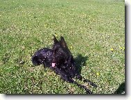 Pikardsk� ov��k