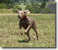 Indie ve sv�m �ivlu - v b�hu