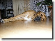 Osana Str�nick� R�j