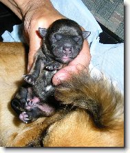 �erstv� na sv�t�