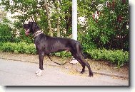 DANTE �esk� Sirius