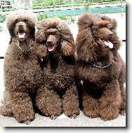 Vel�k� hned� pudel