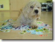 Dandie Dinmont Teri�r