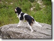 Caval�r King Charles Spaniel- Tricolor