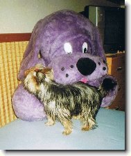 j� a ply���ek