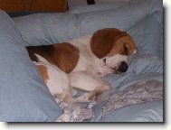 Benji le��c� sp�c�