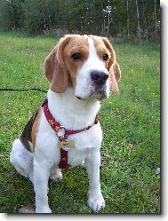 v�echno mi tu pat��