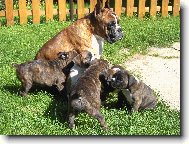 maminka a �t���tka