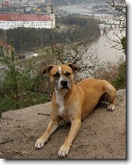 Ar�sek na vyhl�dce