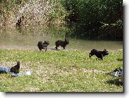 buldo��� sraz�k v Brn�