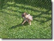 Nas milovan� pejsek jako �t�n�