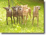 Chovatelsk� stanice M�s��n� kv�tina