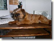 Bruselsk� grifonek