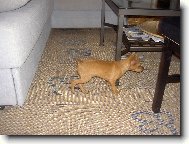 trpasli�� pin� 2 m�s�ce