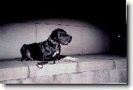 DANTE �esk� Sirius