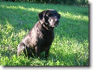 Dara po Arice z �erchova