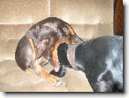 Fox��ek a jeho nev�sta Sydny