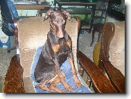 Fox��ek a jeho nev�sta Sydny