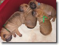 �arpej� miminka - 2 t�den