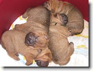 �arpej� miminka - 2 t�den