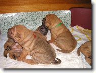 �t��ata - 3 t�dny