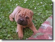 �t�n� Berry - 5.t�den