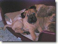 �t��ata - 6 t�dn�