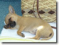 Fenri (Reino-chi ze S�dlberku)