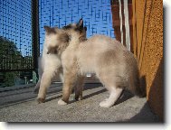 L�ska k se�r�n�