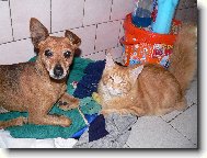 Dragon a k��enec Jerry